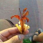 Pterospermum acerifolium Flower