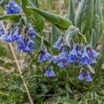 Mertensia lanceolata Flower