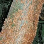 Bursera simaruba പുറംതൊലി