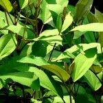 Miconia elata Blatt