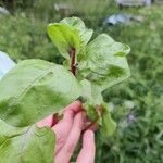 Spinacia oleracea Leaf