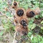 Arctium minus ഫലം