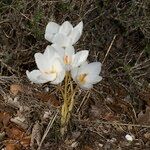 Crocus cancellatus অন্যান্য