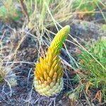 Orostachys spinosa Hoja