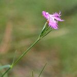 Dianthus hyssopifolius Květ