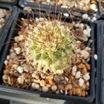 Mammillaria heyderi Fuelha