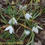 Acis fabrei Habit