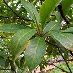Bruguiera sexangula Leaf