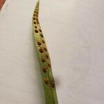 Pleopeltis macrocarpa পাতা