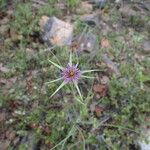 Tragopogon angustifolius Flor