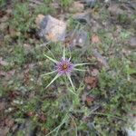 Tragopogon angustifolius 花
