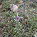 Tragopogon angustifolius Flower