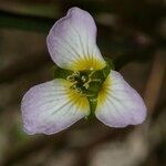 Damasonium polyspermum Квітка