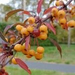 Malus hupehensis Fruit