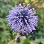 Echinops bannaticusЦвят