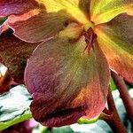 Helleborus orientalis Blüte