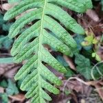 Polypodium vulgareFulla