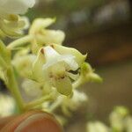 Polystachya odorata Flower