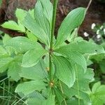 Lilium martagon Hoja