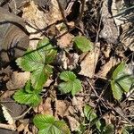 Fragaria moschata Folio