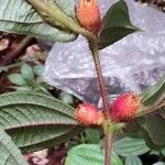 Miconia mayetaFlower