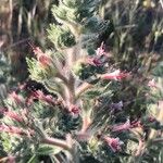 Echium asperrimum Flower