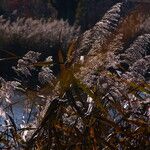 Phragmites australis Blodyn