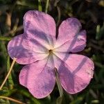 Cycnium tubulosum Flower