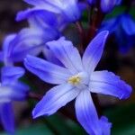 Scilla luciliae Flor