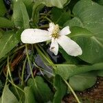 Anemopsis californica Fleur