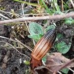 Equisetum arvense Blodyn