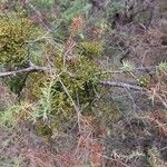 Arceuthobium oxycedri Habit