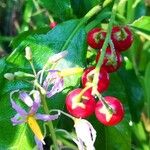 Solanum bahamense Плід