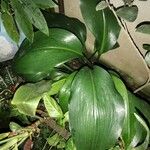 Aspidistra lurida List