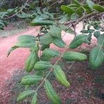 Afzelia quanzensis Φύλλο