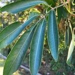 Cunonia capensis Hoja