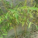 Phyllostachys aurea পাতা