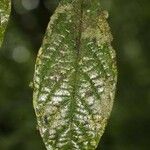 Cordia nodosa Blatt