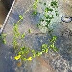 Medicago polymorpha Floro