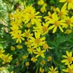 Senecio squalidus പുഷ്പം