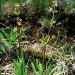 Valeriana celtica Habit