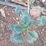 Amaranthus retroflexusLeaf