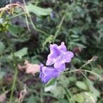 Strobilanthes attenuata Flower