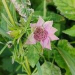 Astrantia maxima Flower