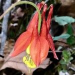 Aquilegia canadensisFlor