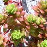 Sedum luteoviride