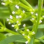 Valeriana dentata Blüte