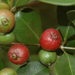 Psidium cattleyanum Fruchs