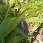 Bletilla striata Квітка