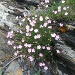 Dianthus pungens Habitus